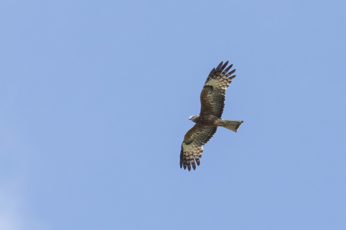 Square-tailed Kite - ML624179010