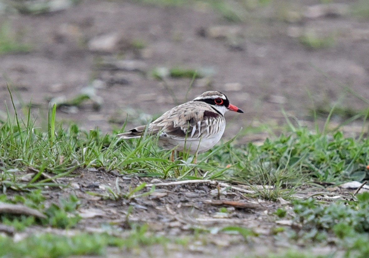 Black-fronted Dotterel - Bruce Wedderburn