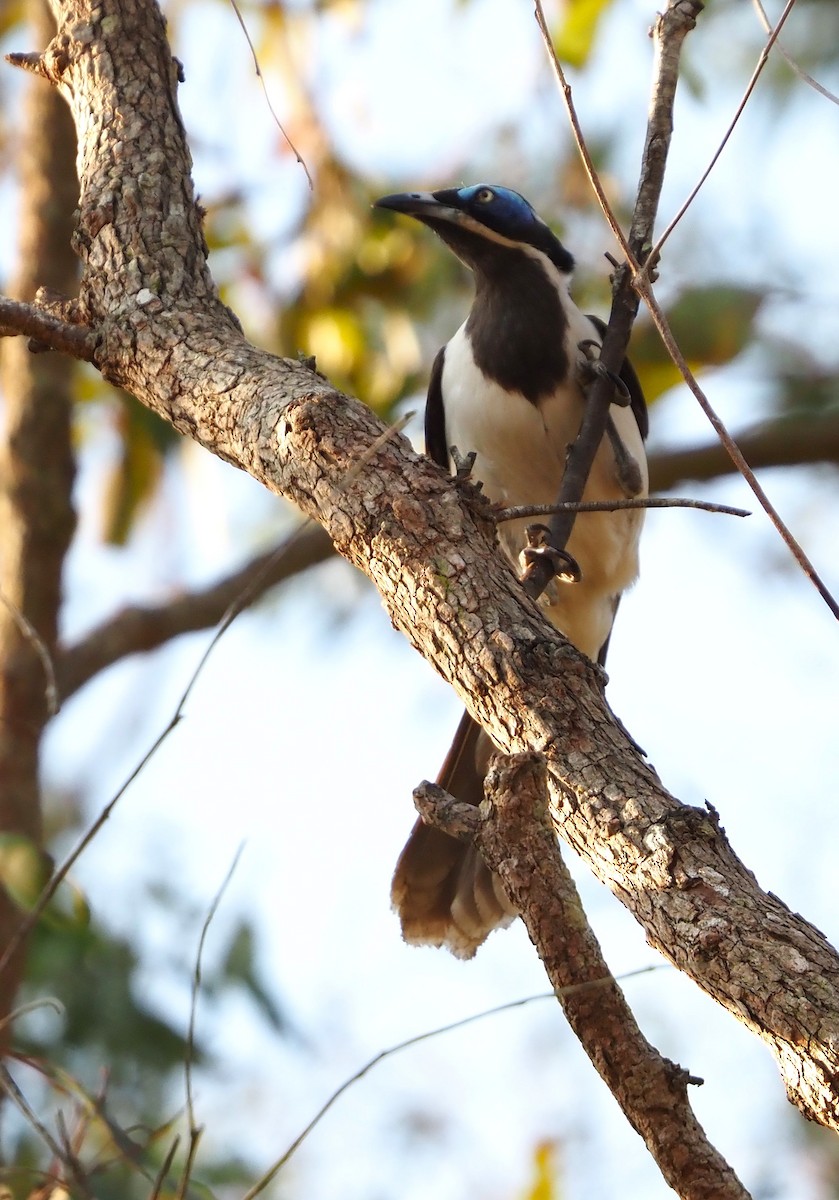 Blue-faced Honeyeater - ML624179033