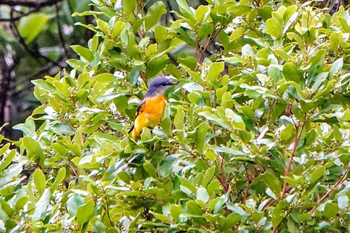 Gray-chinned Minivet - ML624179056