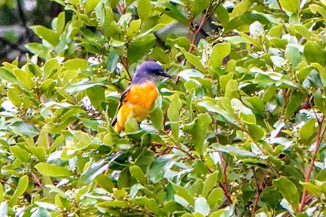 Gray-chinned Minivet - ML624179058