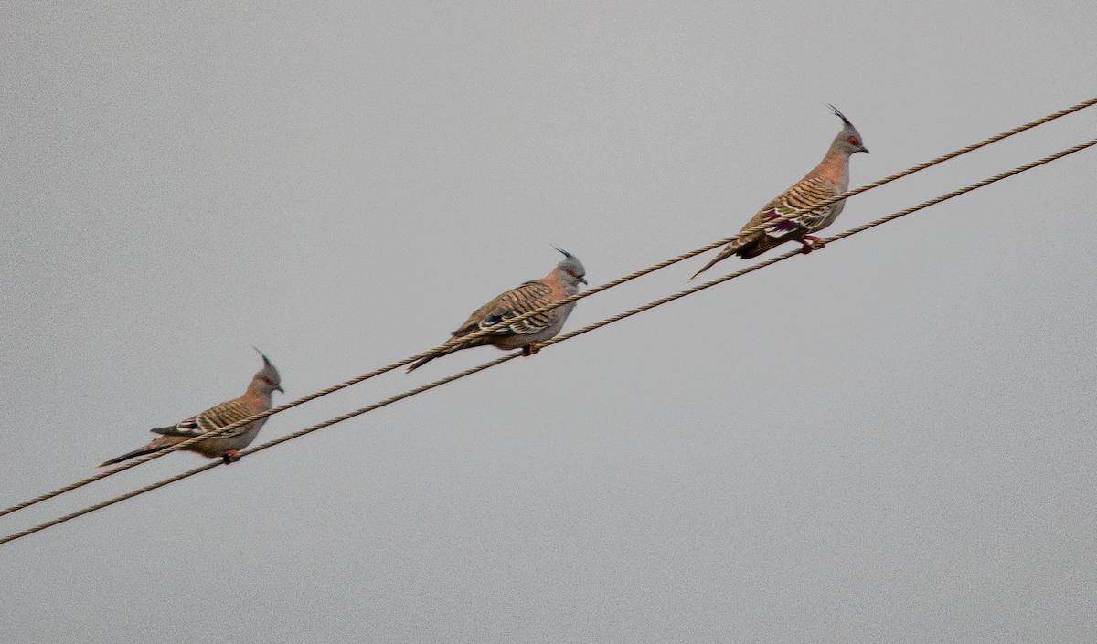 Crested Pigeon - ML624179059