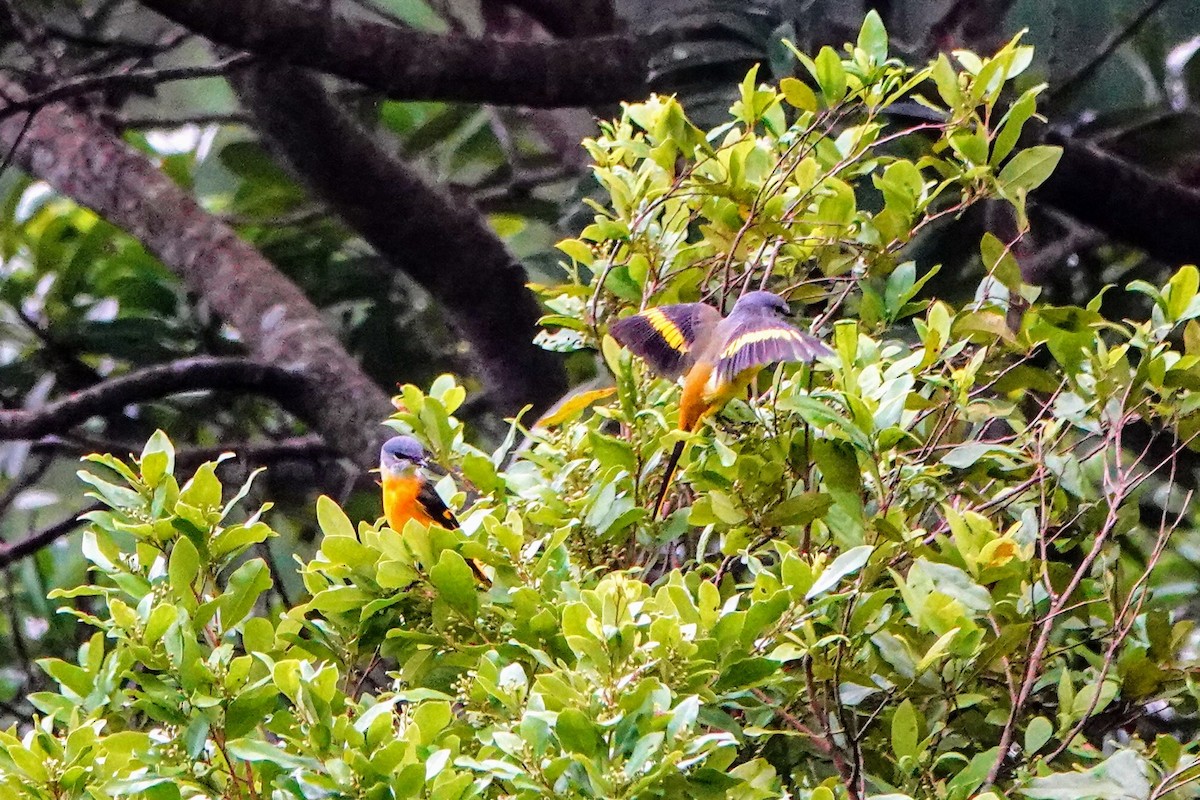 Gray-chinned Minivet - ML624179060