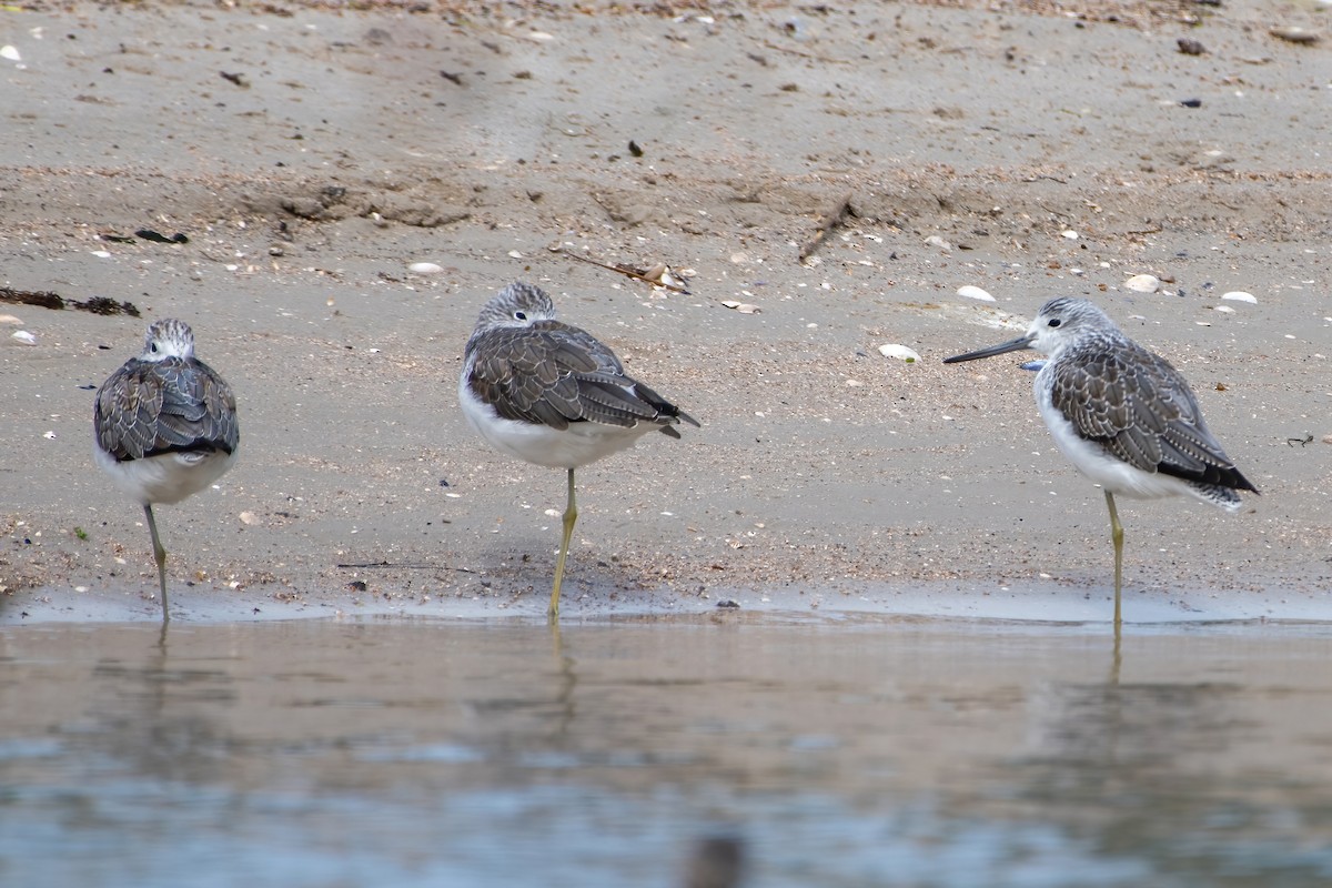 Common Greenshank - ML624179063