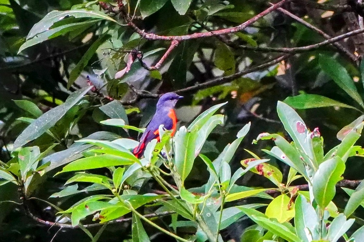 Gray-chinned Minivet - ML624179064