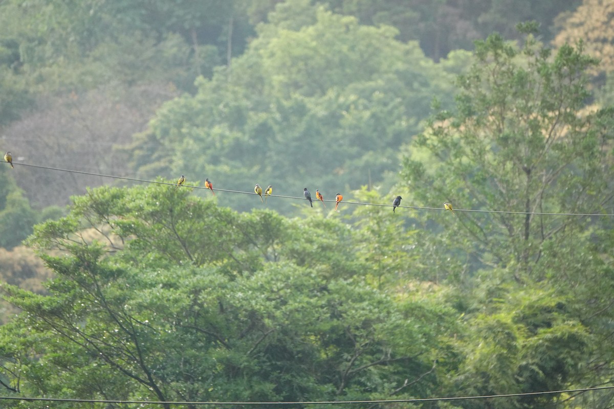 Gray-chinned Minivet - ML624179067