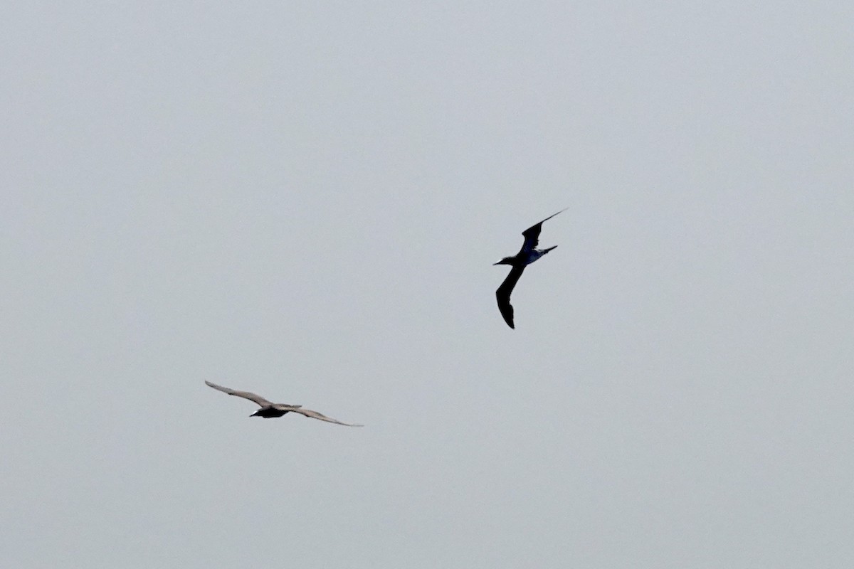 Brown Booby - ML624179088