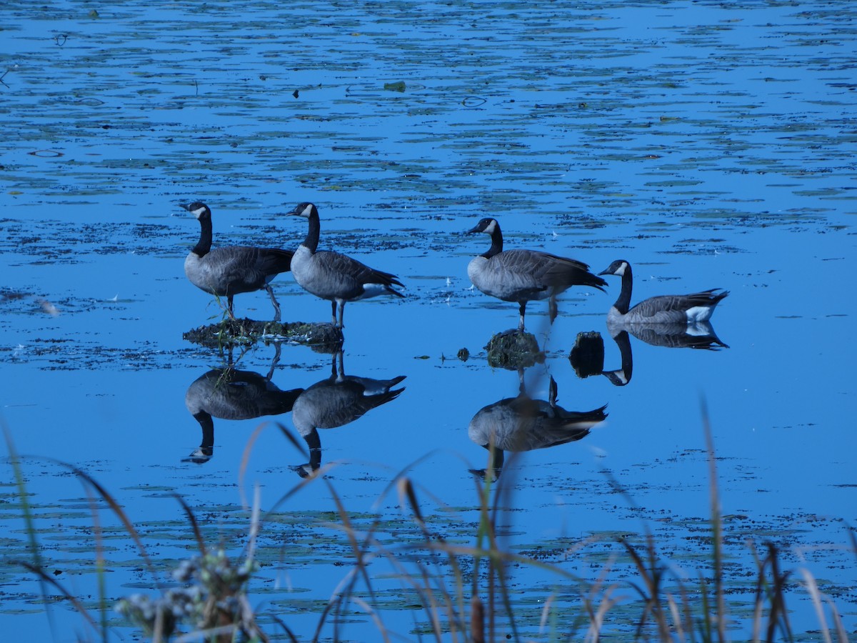 Canada Goose - ML624179106