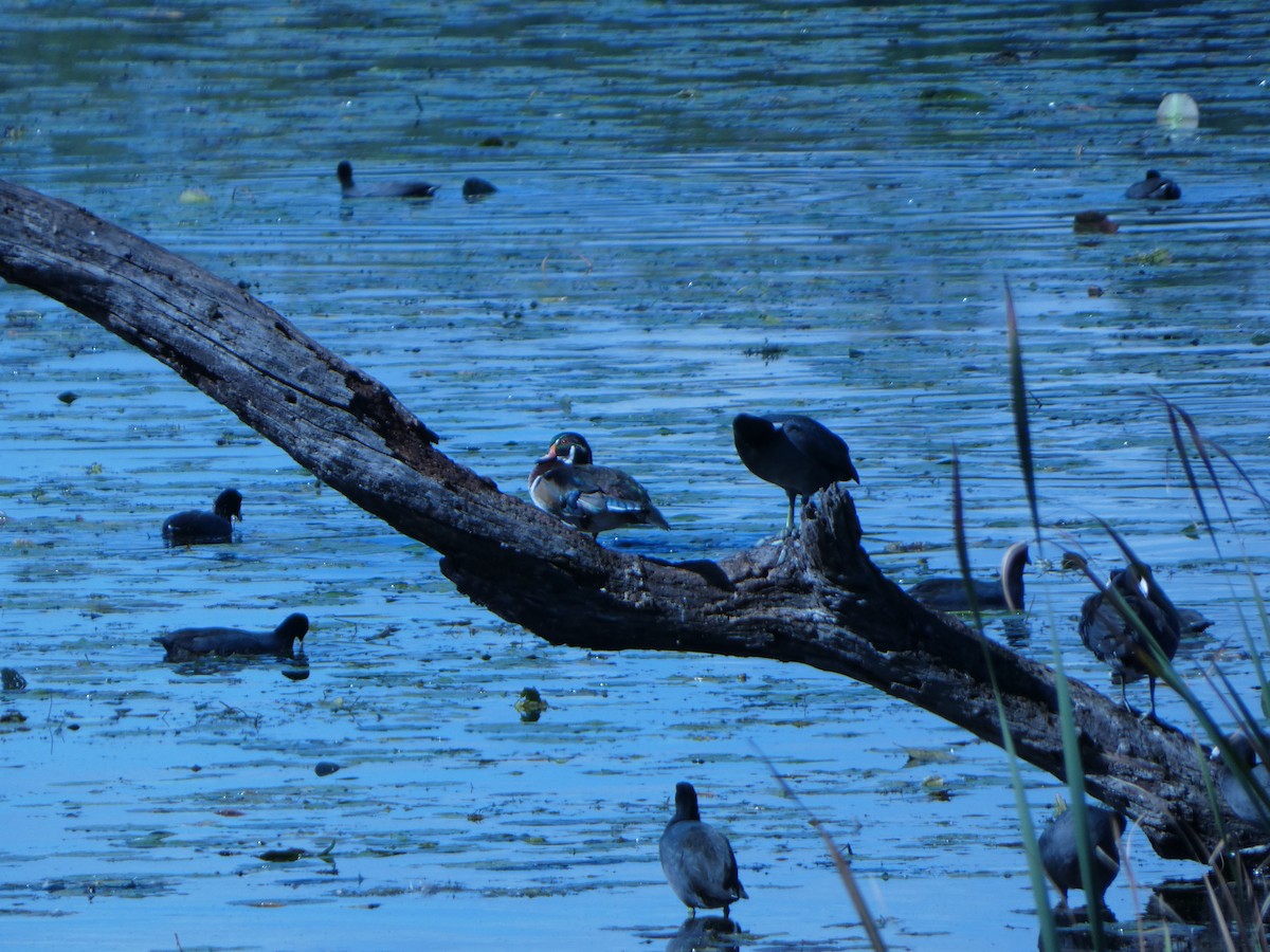 Wood Duck - ML624179109