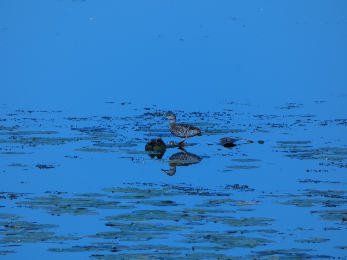 Blue-winged Teal - ML624179110