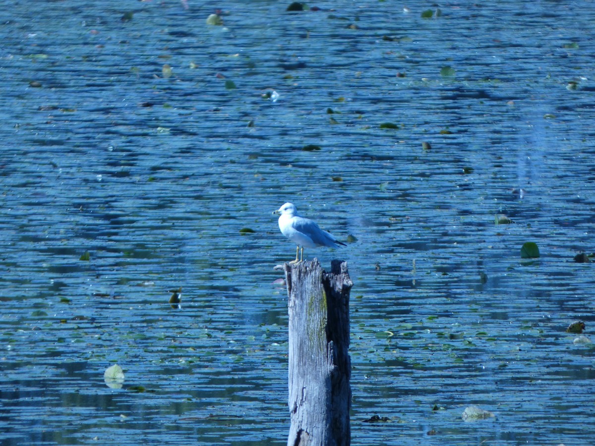 Ring-billed Gull - ML624179111