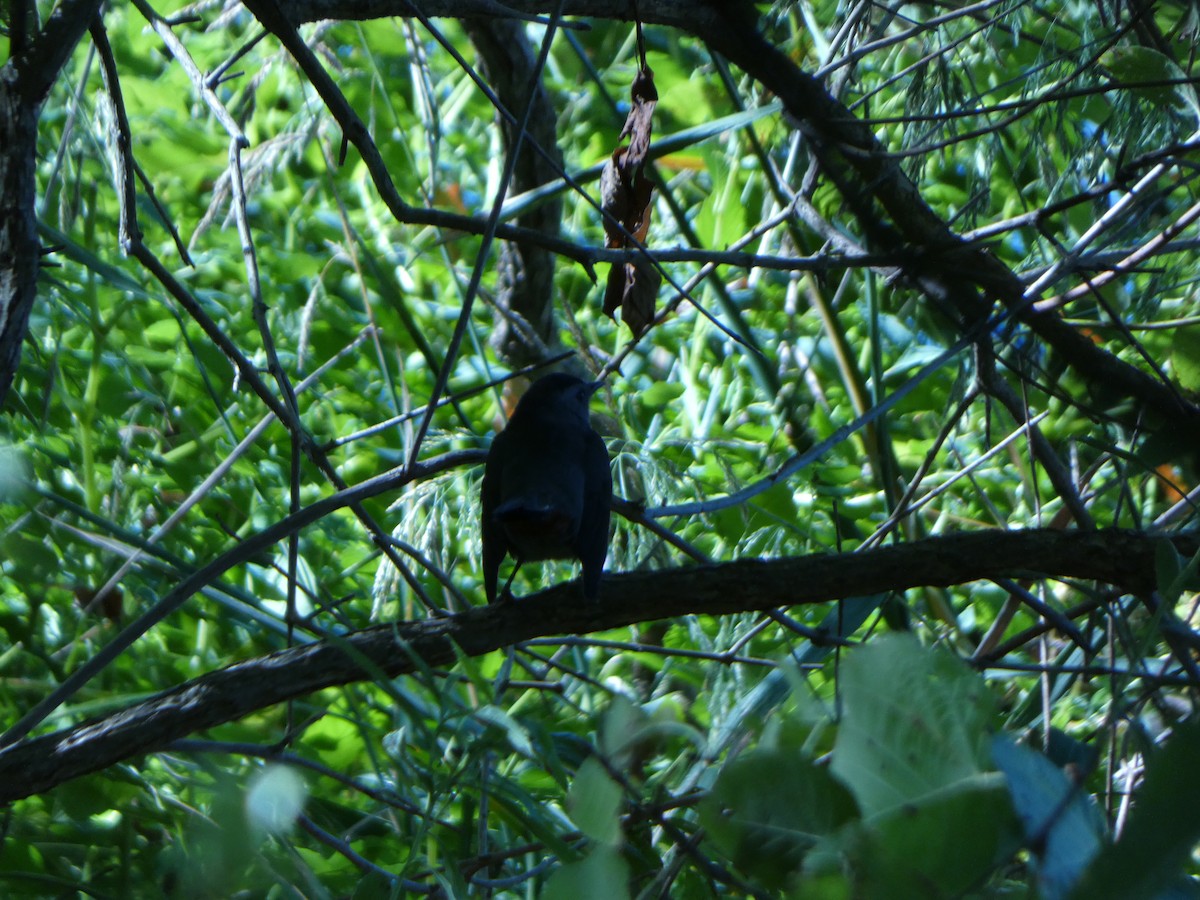 Gray Catbird - ML624179112