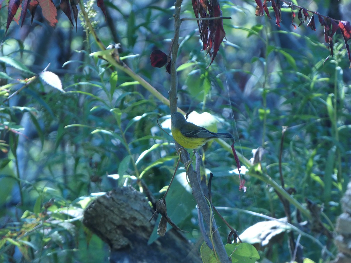 American Redstart - ML624179114