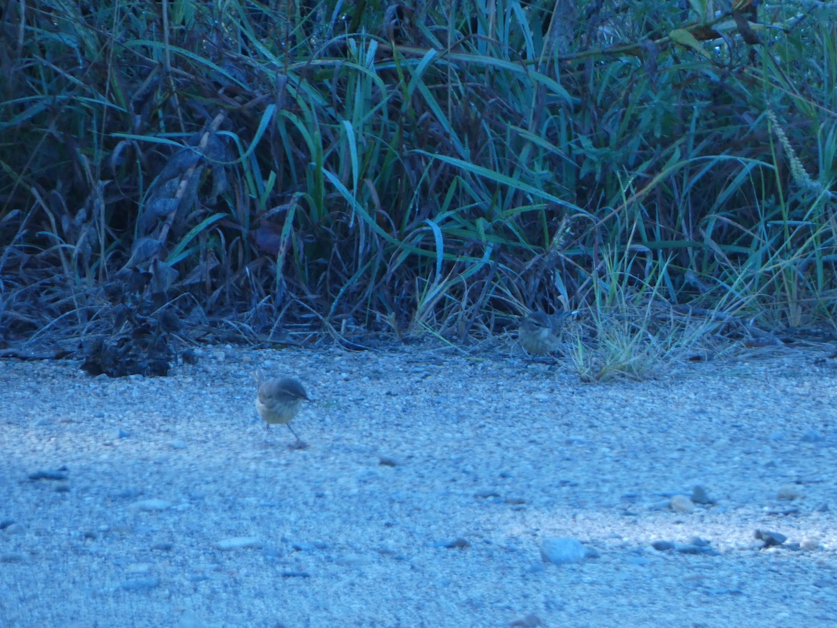 Palm Warbler - Justin Reed