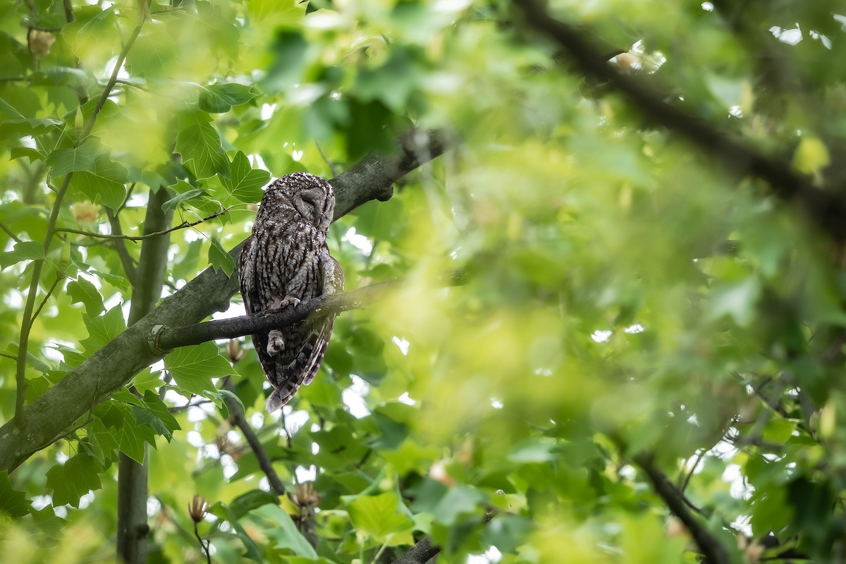 Himalayan Owl - ML624179117