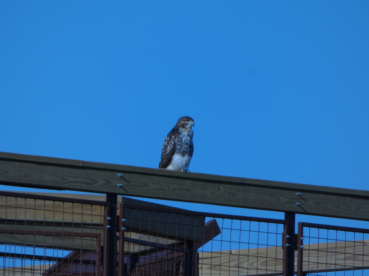 Red-tailed Hawk - ML624179131