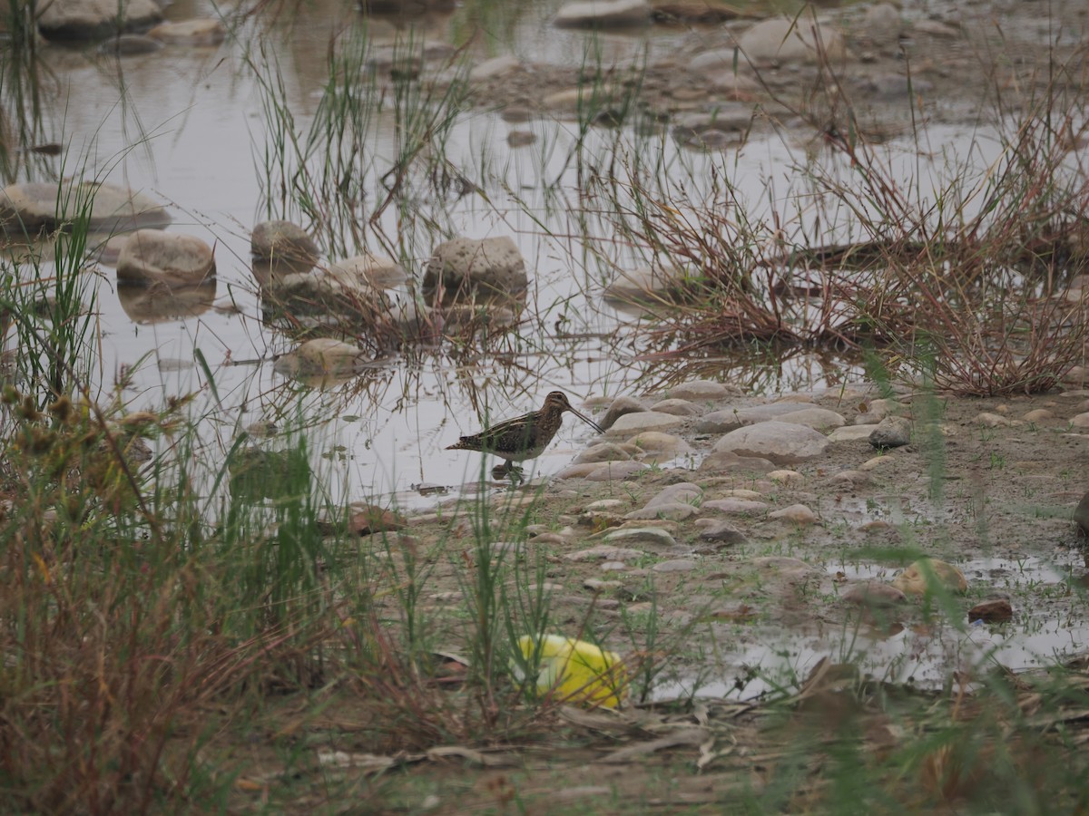 Common Snipe - ML624179136