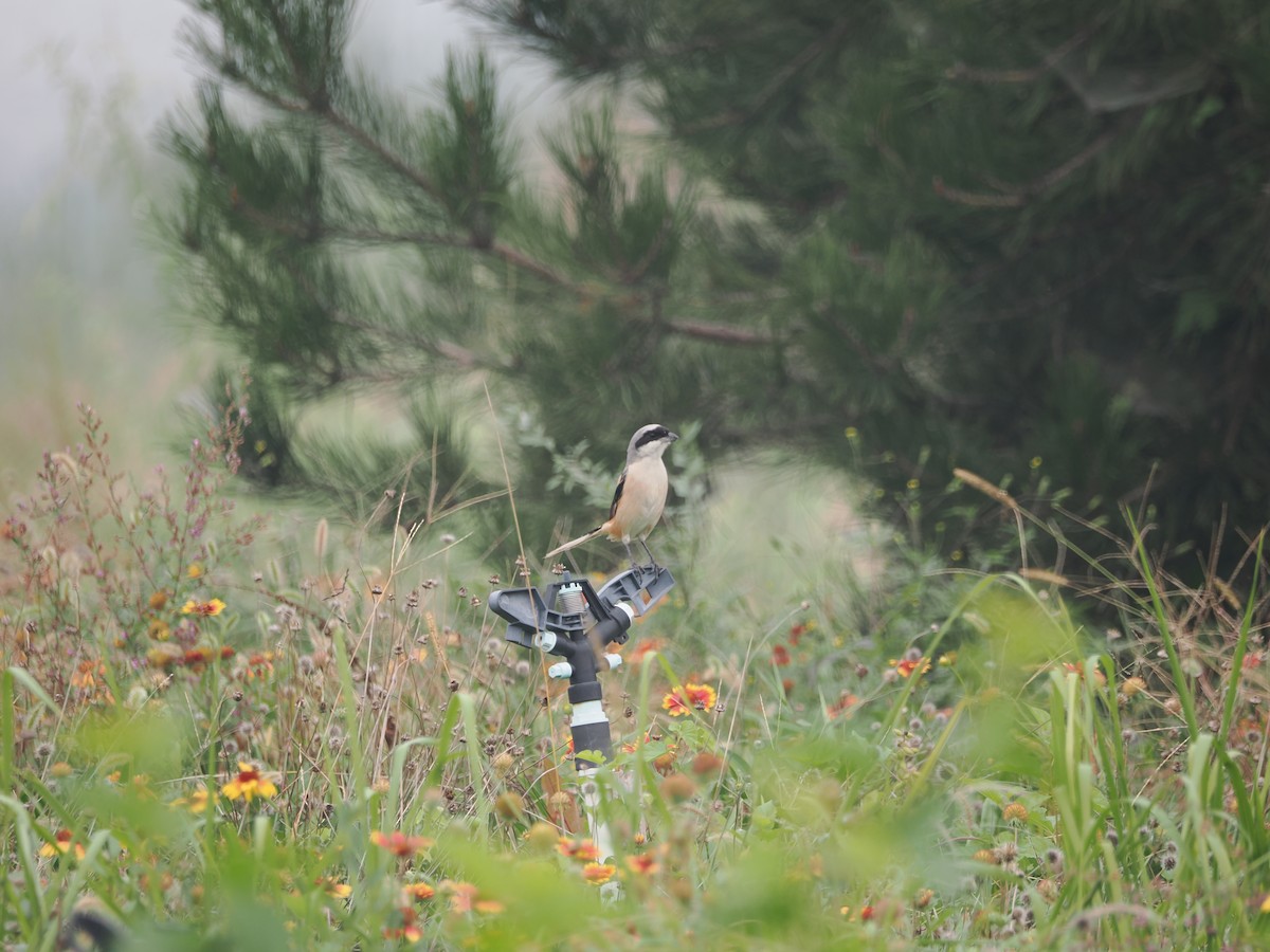 Long-tailed Shrike (schach) - ML624179139