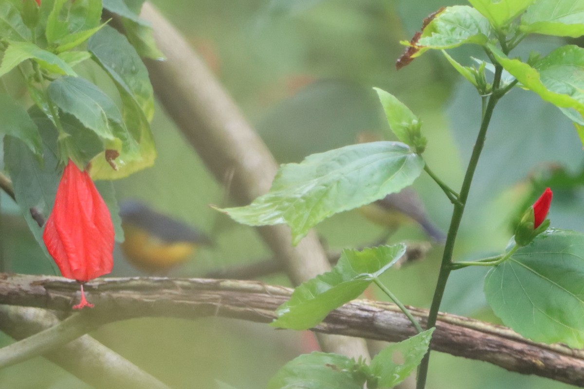 Orange-bellied Flowerpecker - ML624179148