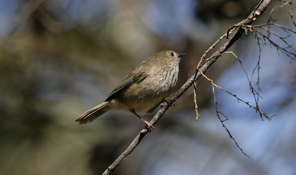 Brown Thornbill - ML624179149