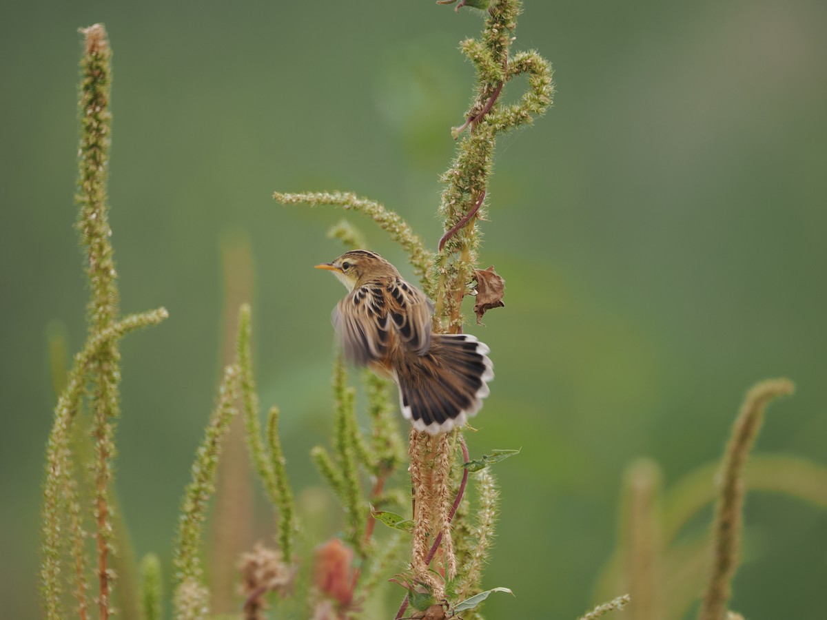 Zitting Cisticola - ML624179154