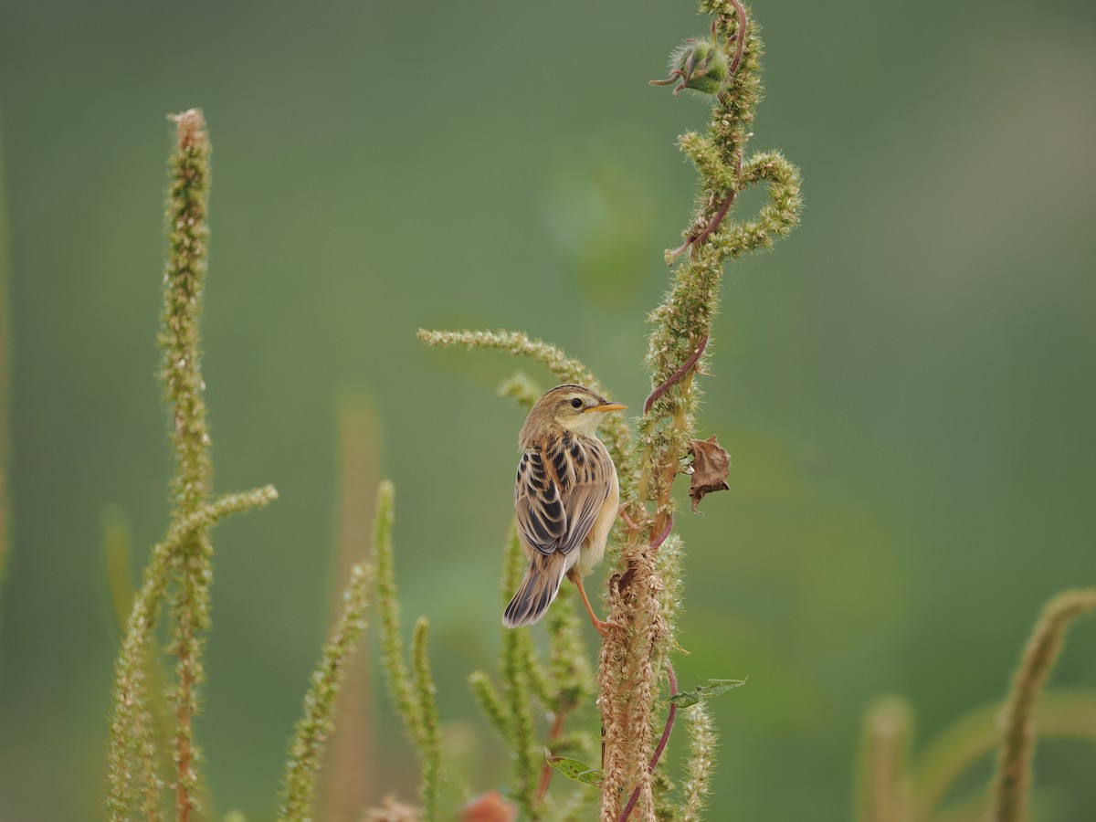 Zitting Cisticola - ML624179155