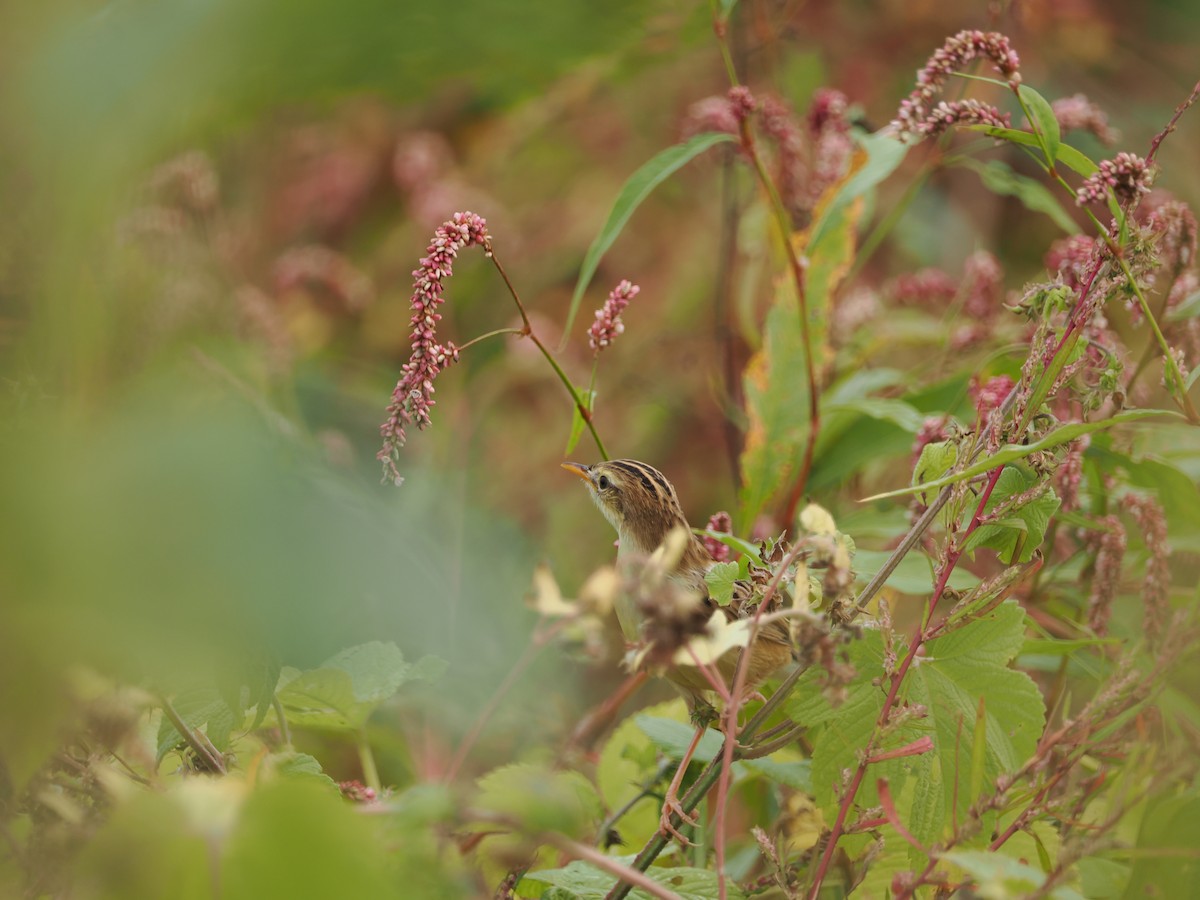 Zitting Cisticola - Yawei Zhang