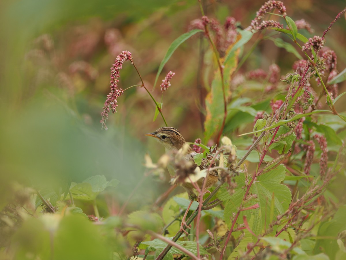 Zitting Cisticola - ML624179193