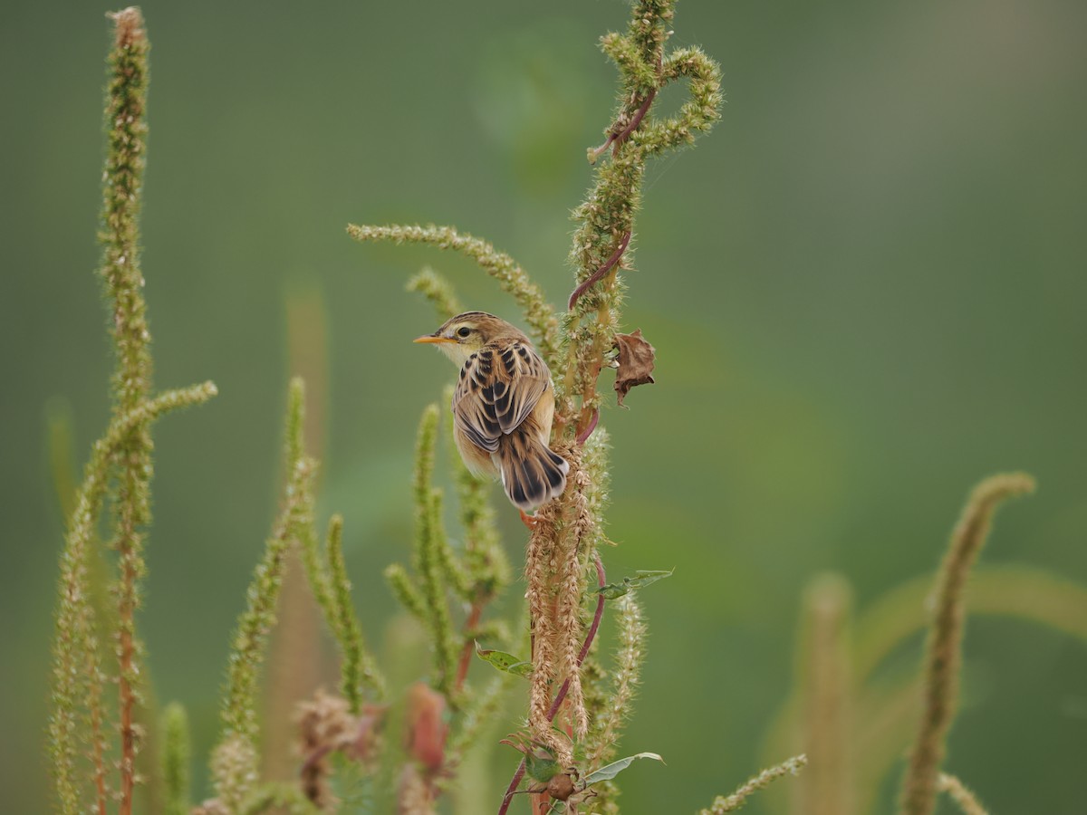 Zitting Cisticola - ML624179194