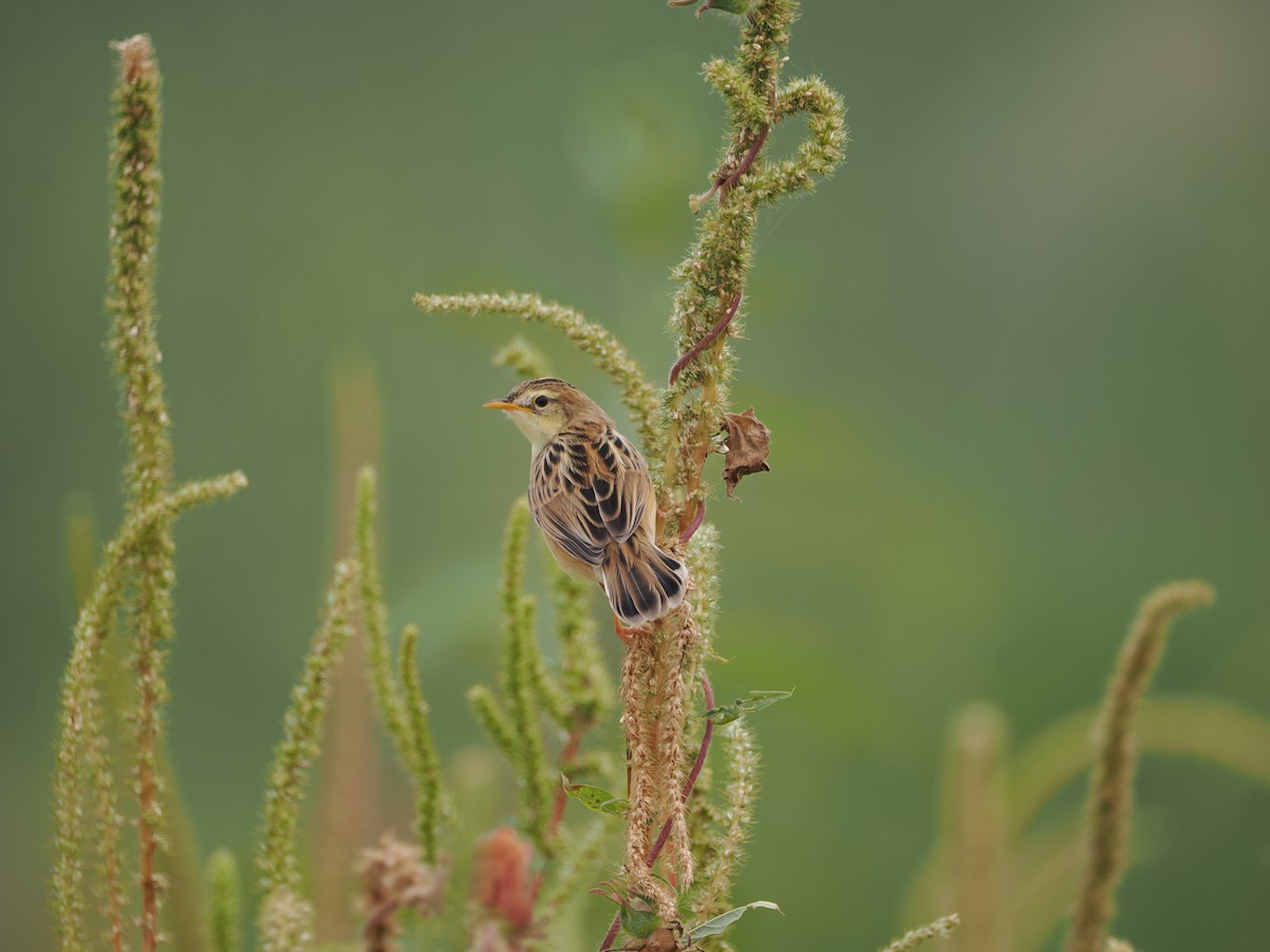 Zitting Cisticola - ML624179195