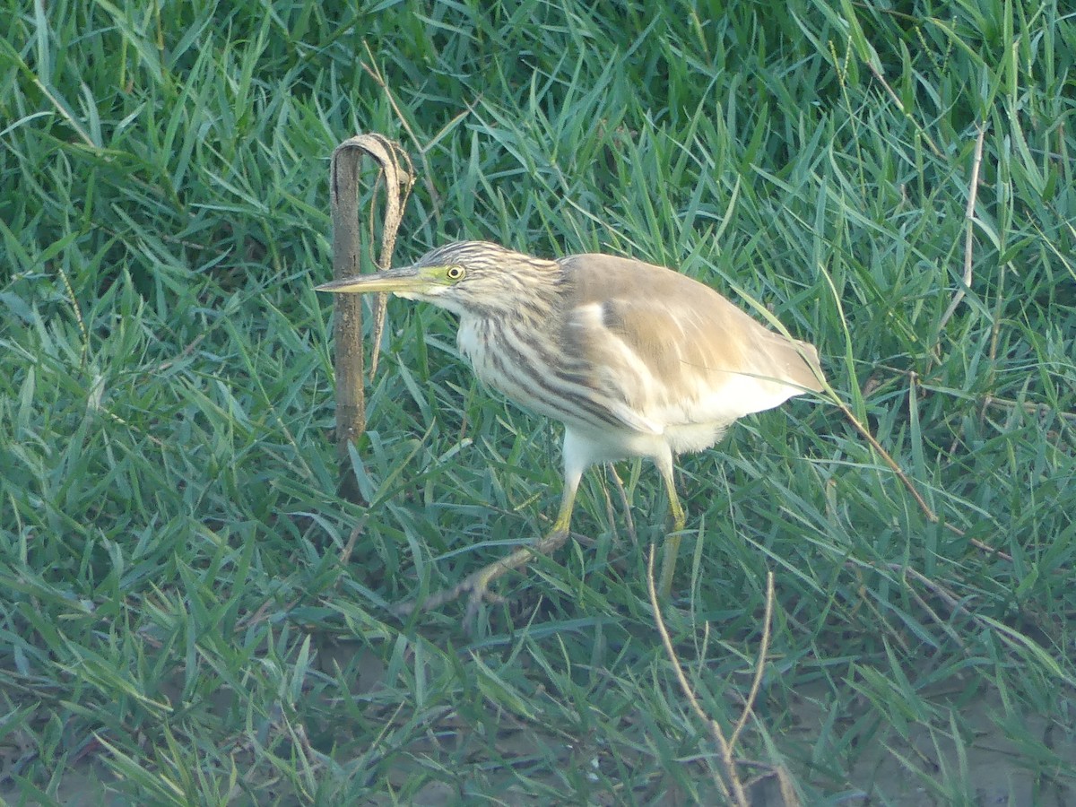 Squacco Heron - Juan Rodríguez Roa