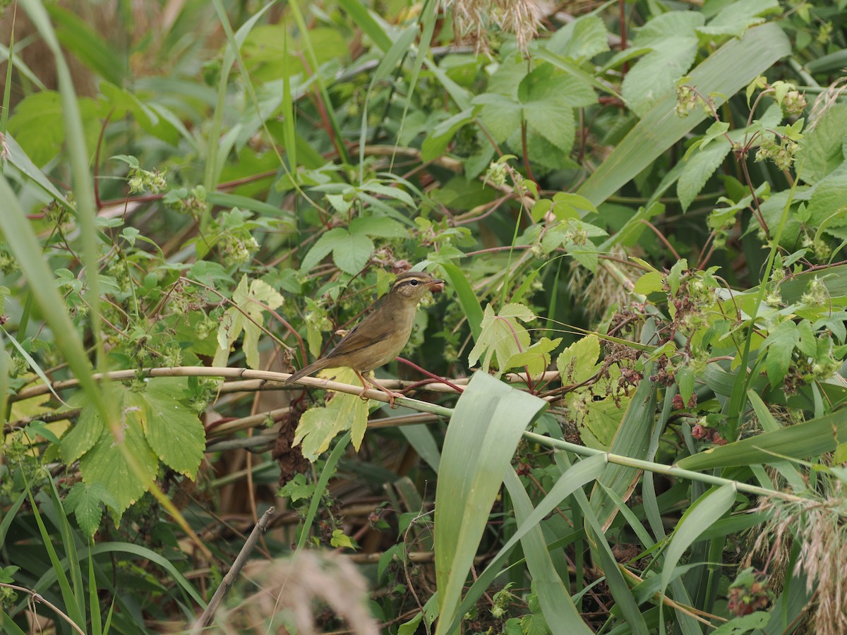 Radde's Warbler - ML624179204