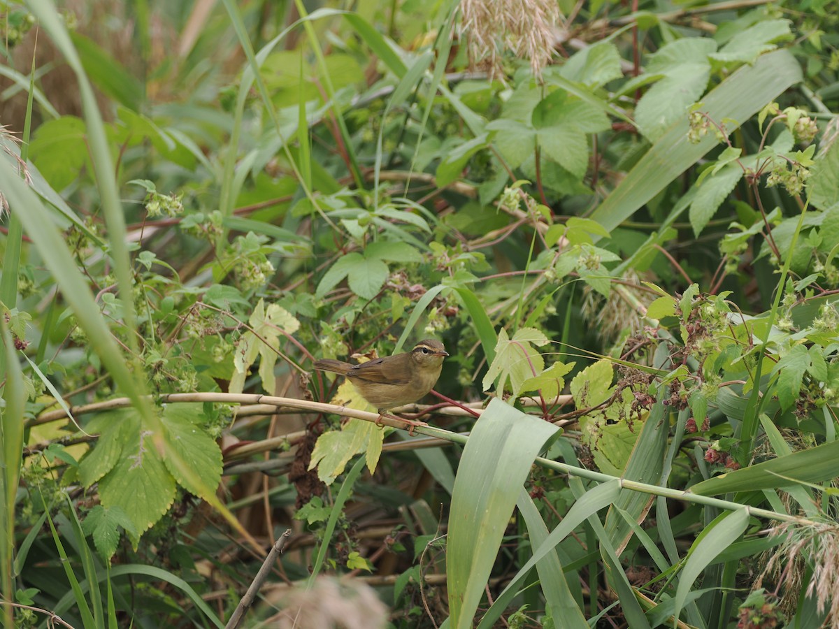 Radde's Warbler - ML624179205