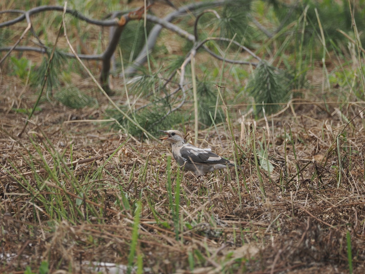 Red-billed Starling - ML624179206