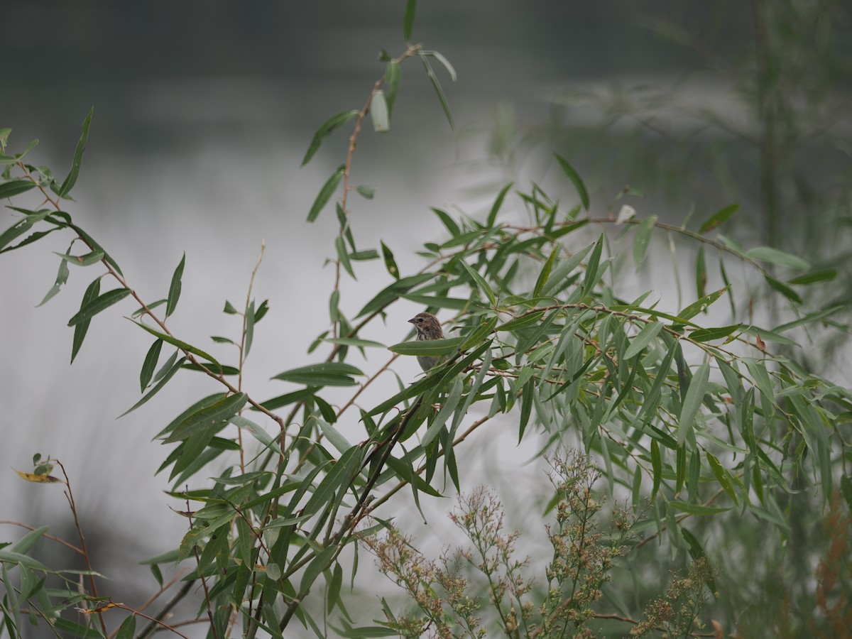 Pallas's Bunting - ML624179222