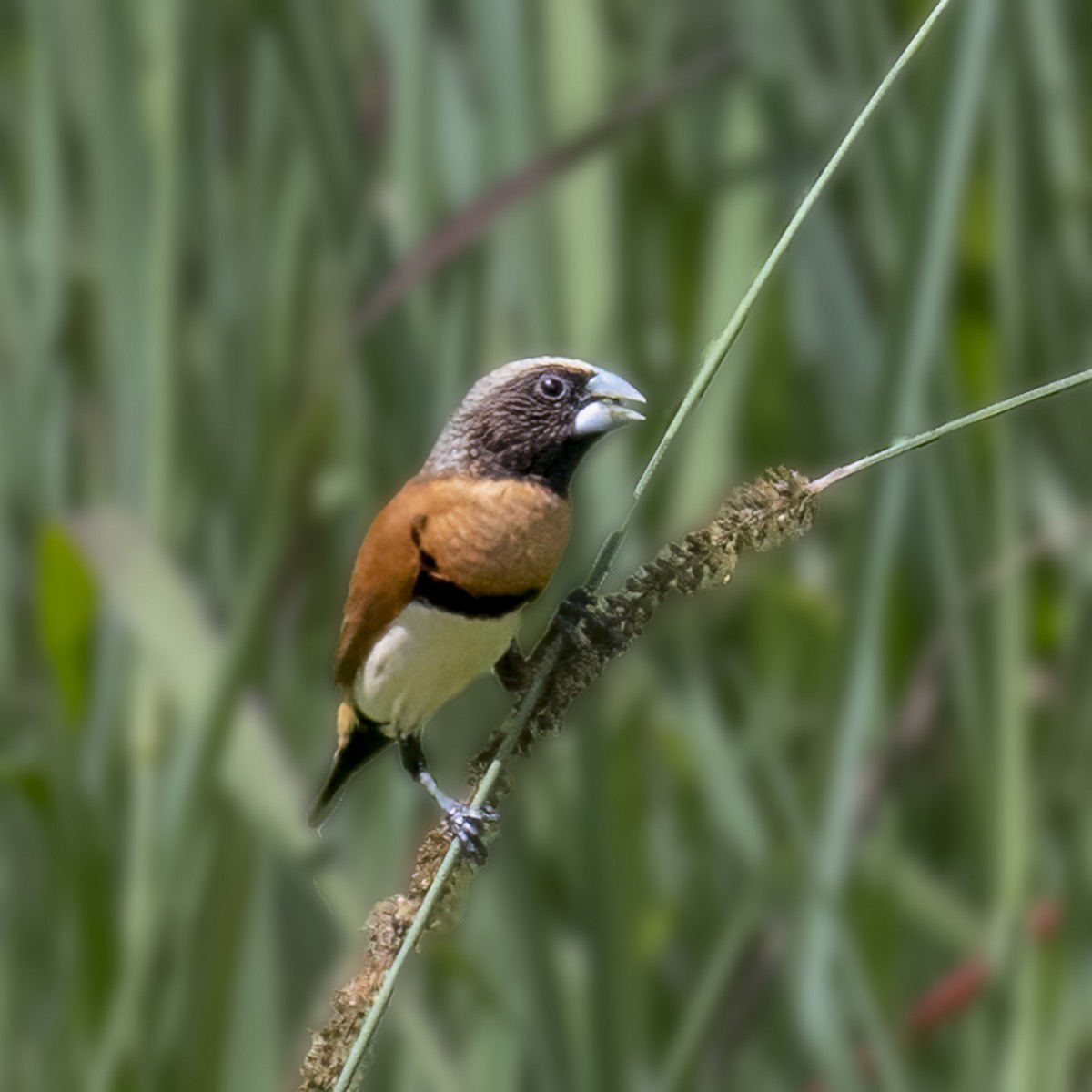 Chestnut-breasted Munia - ML624179242