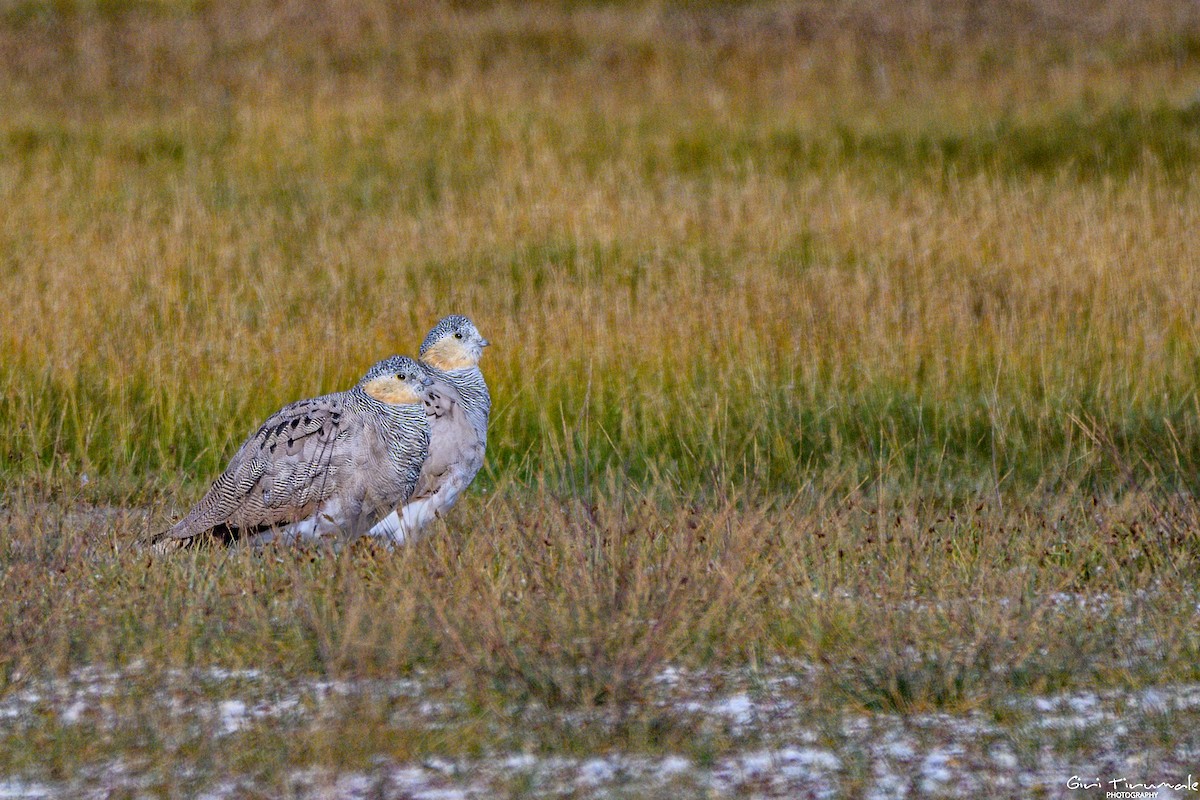 Tibetan Sandgrouse - ML624179267