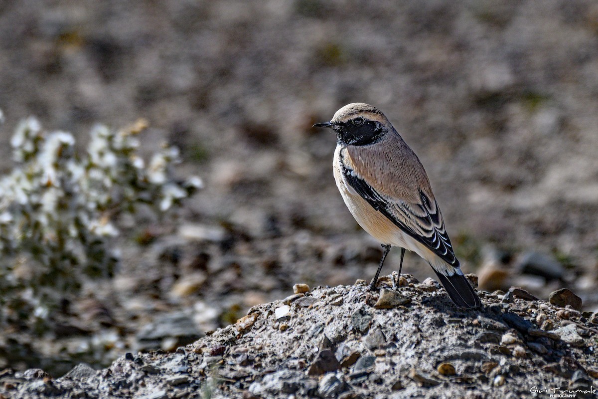 Desert Wheatear - ML624179269