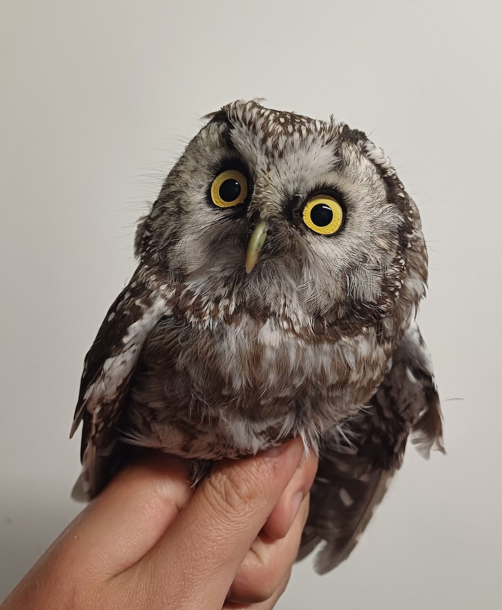 Boreal Owl - ML624179283