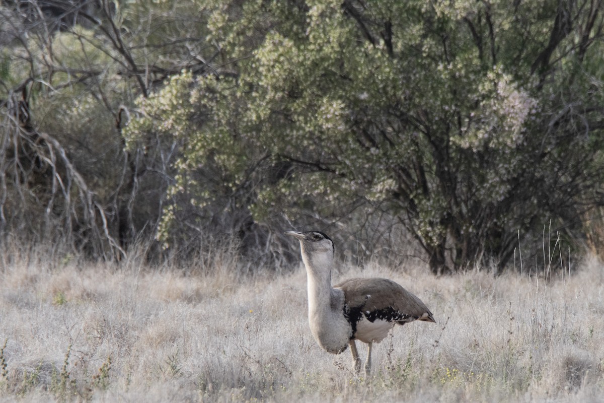 Outarde d'Australie - ML624179289