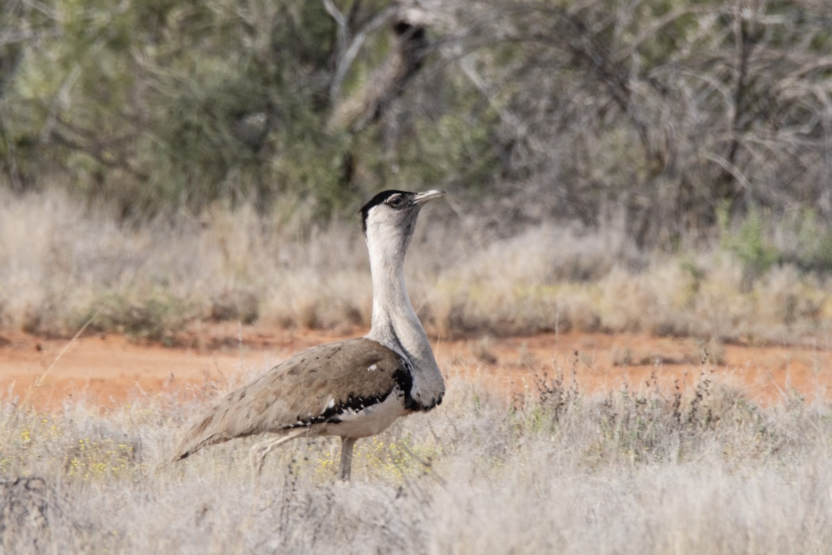 Outarde d'Australie - ML624179293