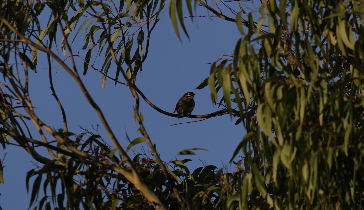 Yellow-faced Honeyeater - ML624179298