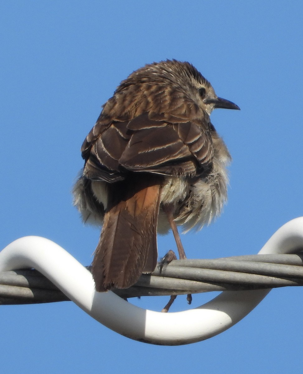 Rufous Songlark - Rodney Macready