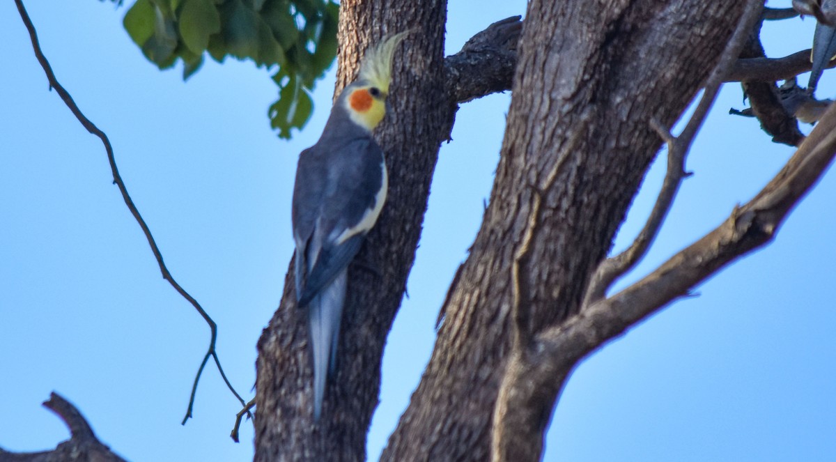 オカメインコ - ML624179321