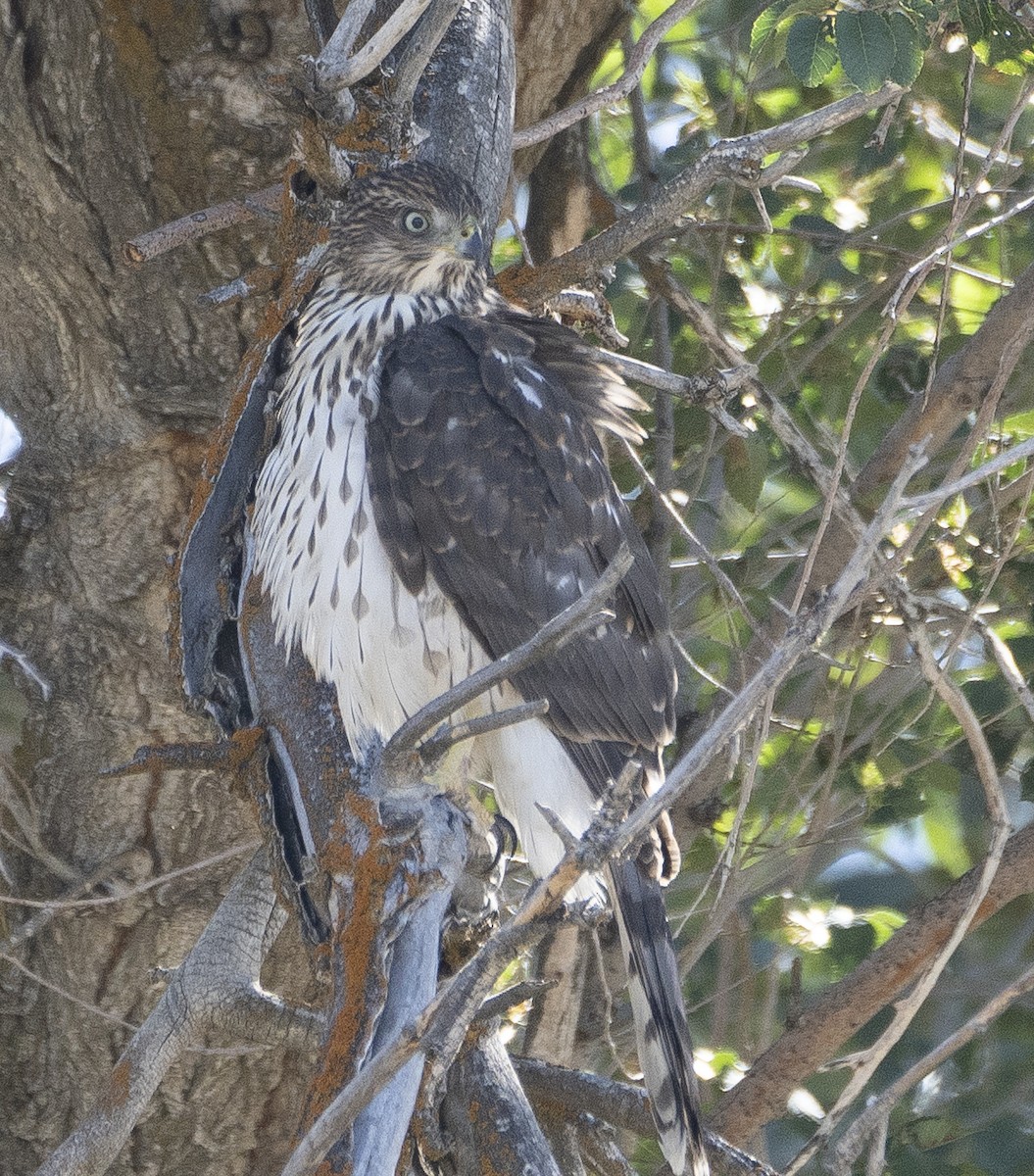 Cooper's Hawk - ML624179335