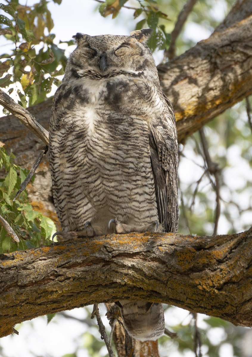 Great Horned Owl - ML624179336