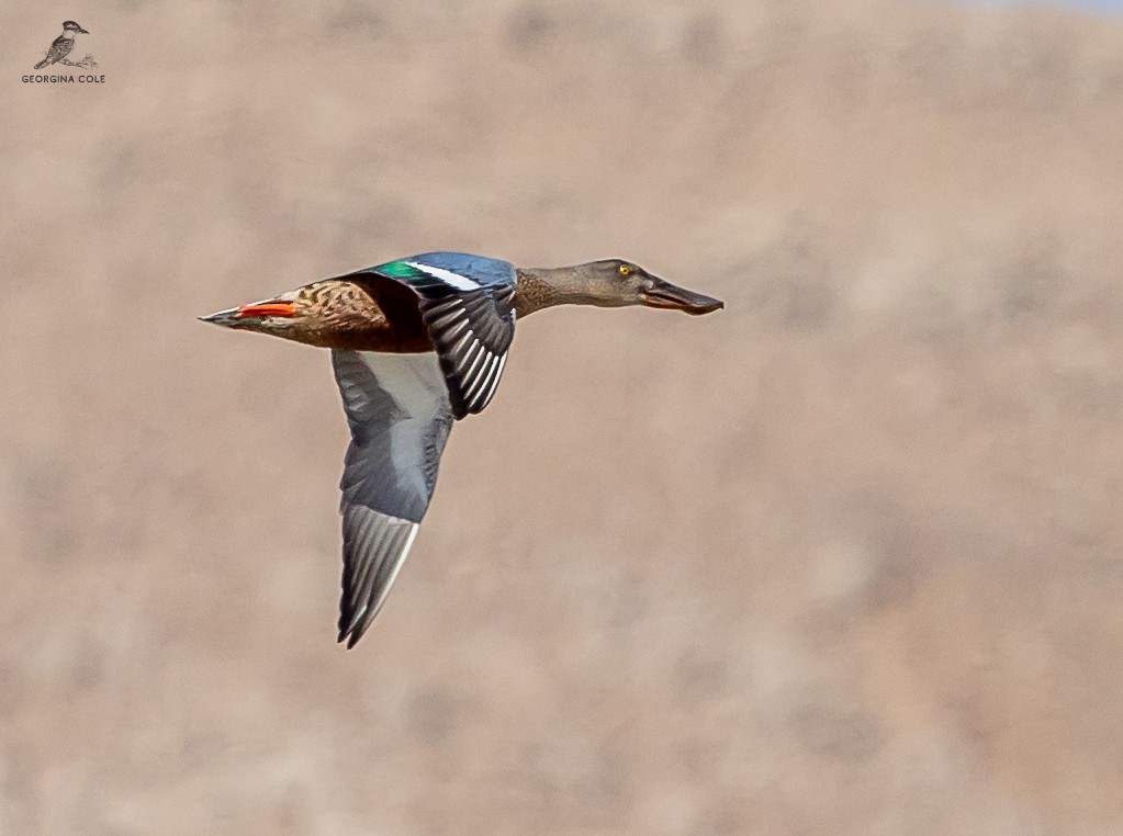 Northern Shoveler - ML624179341