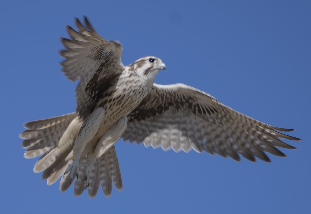 Prairie Falcon - ML624179346