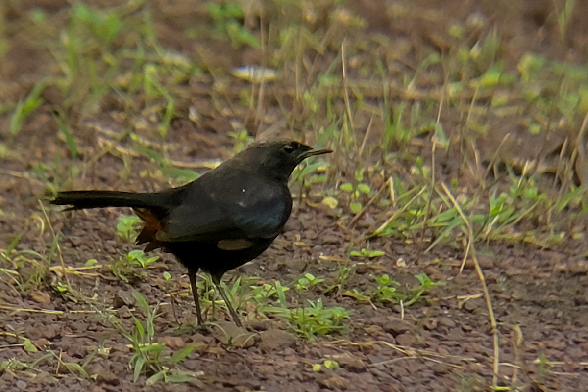 Indian Robin - ML624179370