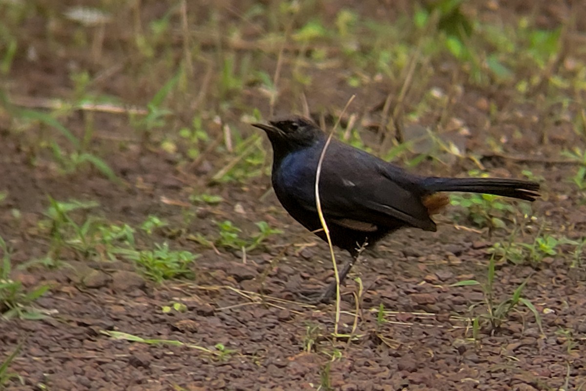 Indian Robin - ML624179371